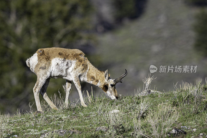 叉角羚(Antilocapra americana)是一种偶蹄类哺乳动物，原产于北美中西部内陆。黄石国家公园，怀俄明州。一个男性。近距离。